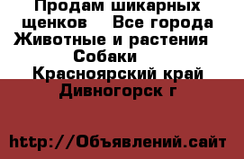 Продам шикарных щенков  - Все города Животные и растения » Собаки   . Красноярский край,Дивногорск г.